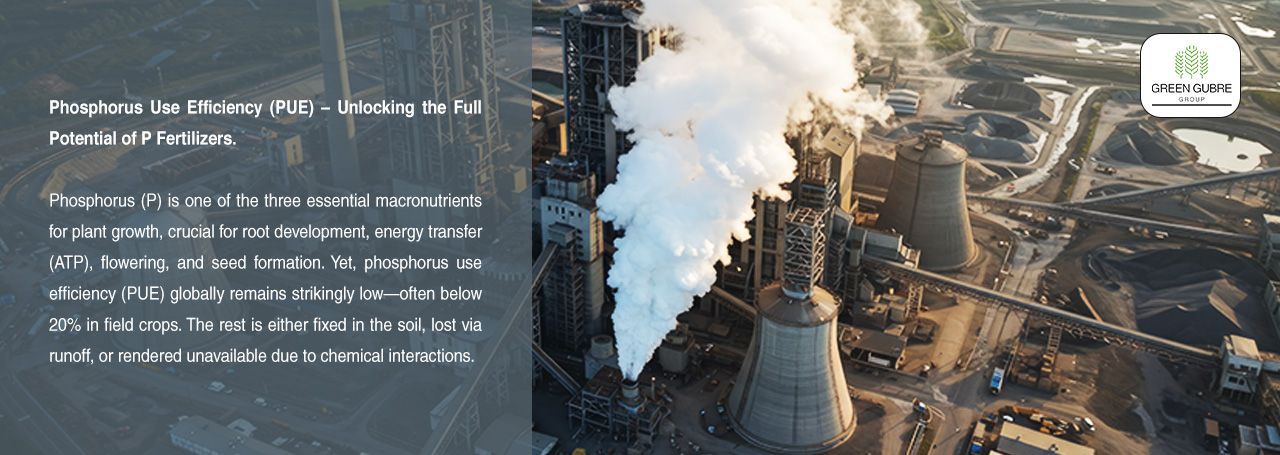 Phosphorus Use Efficiency (PUE) – Unlocking the Full Potential of P Fertilizers