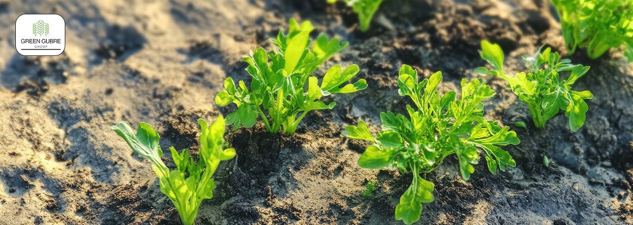 Calcium-Magnesium Fertilizers – Dual Action for Stronger Crops and Balanced Soils