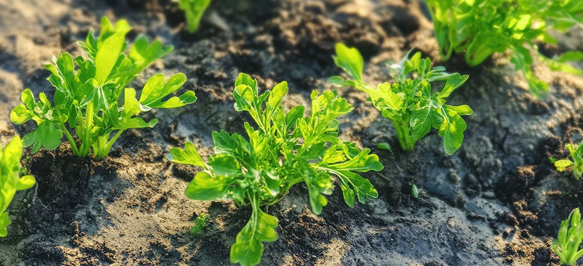 Calcium-magnesium fertilizer applied to crops for stronger growth and balanced soil nutrition.