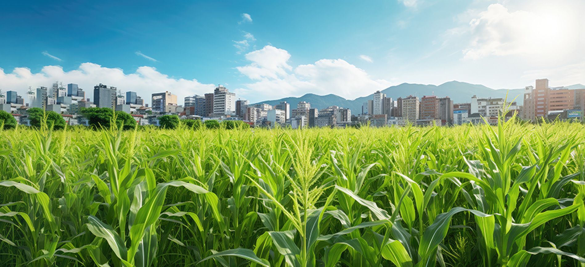 Foliar spray with synergistic nutrients applied to vegetables for enhanced growth and nutrient use.