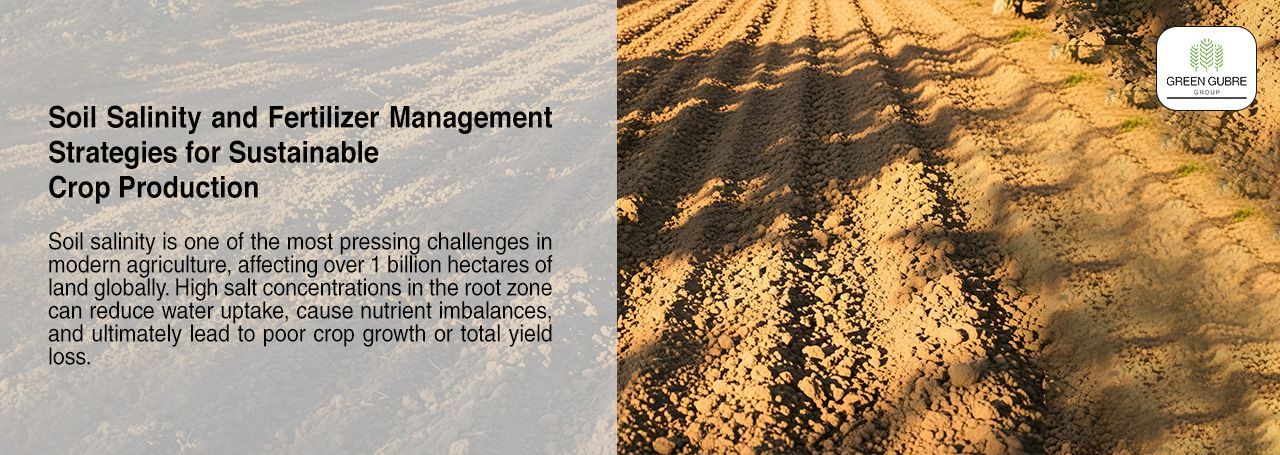 Soil Salinity and Fertilizer Management – Strategies for Sustainable Crop Production