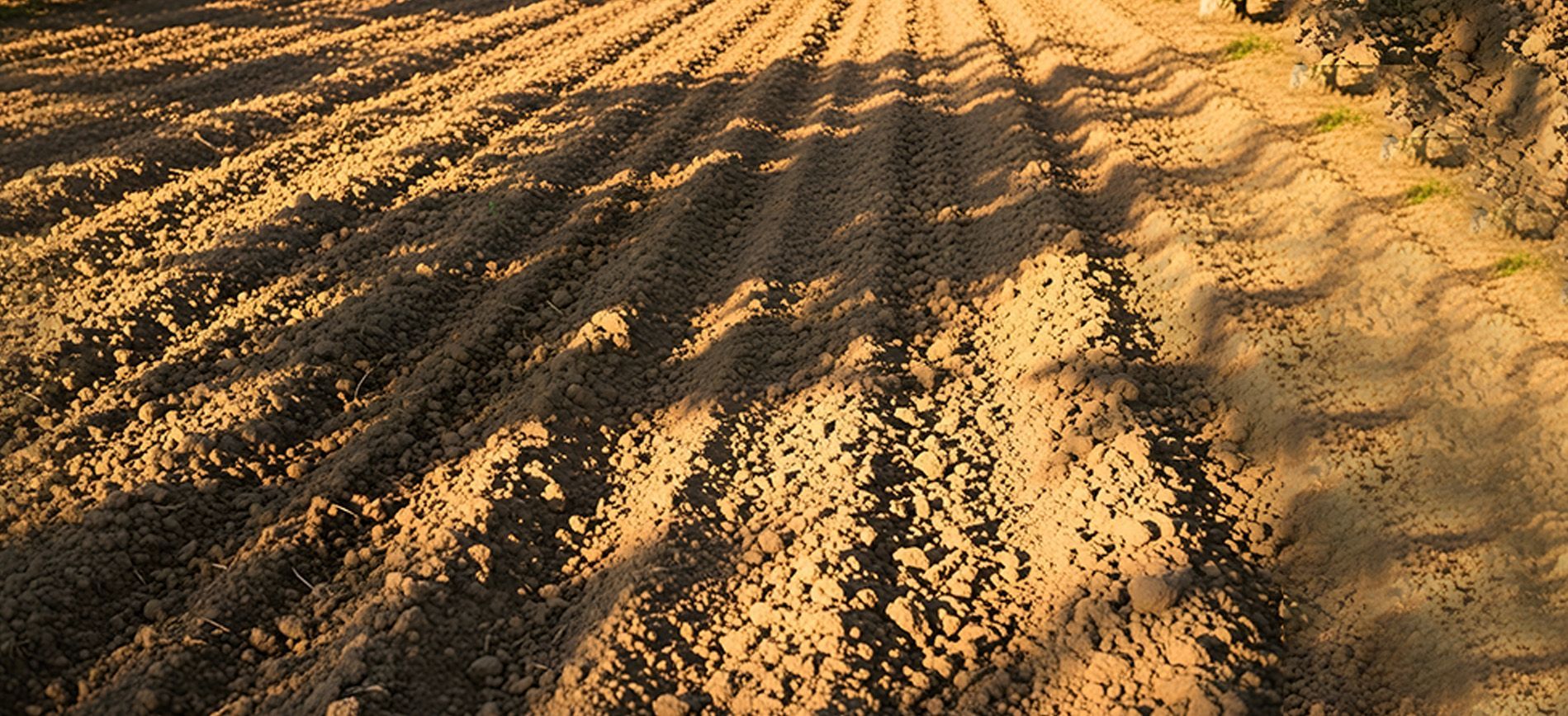 Farmer spreading gypsum in a cracked saline field to reduce sodium and restore soil structure.