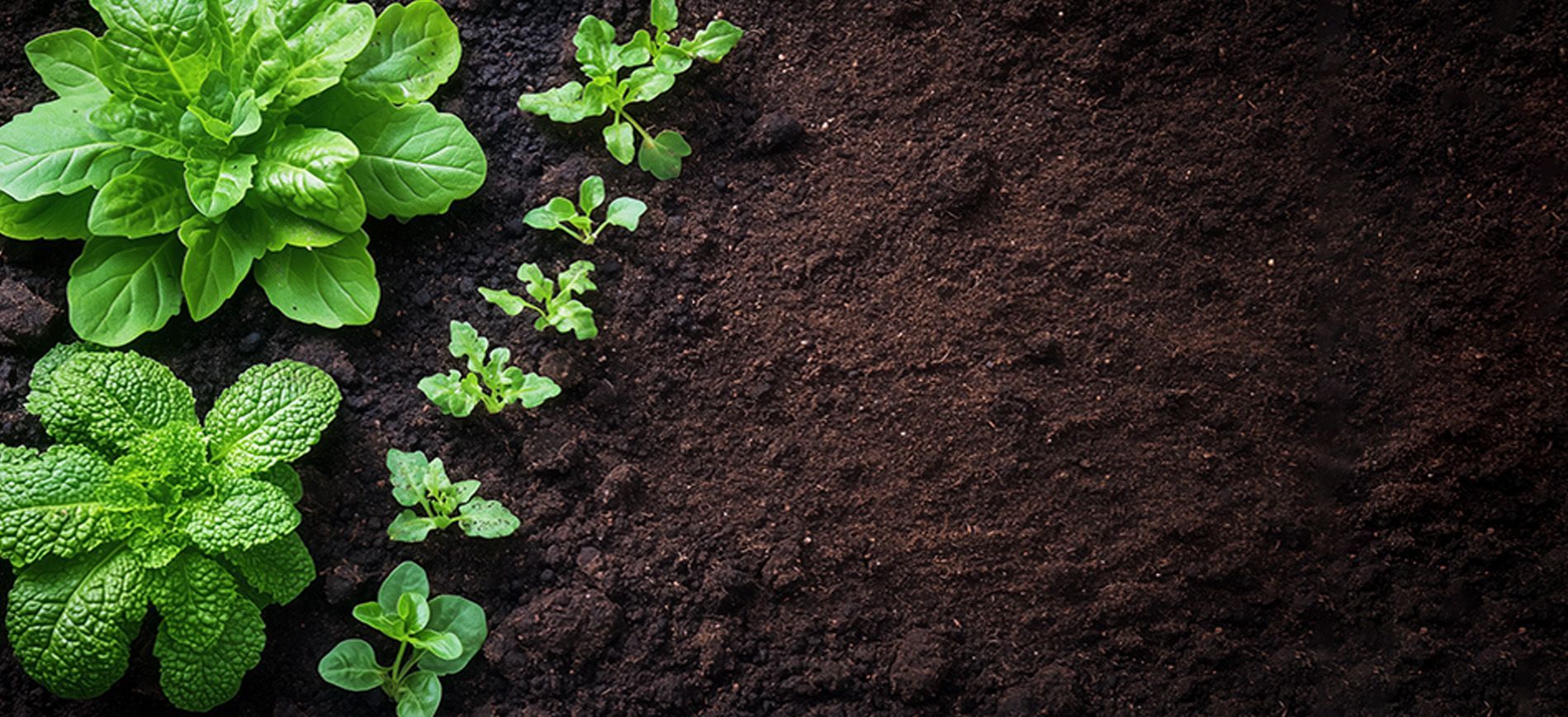 Foliar spray of liquid micronutrients correcting zinc and iron deficiency in field crops