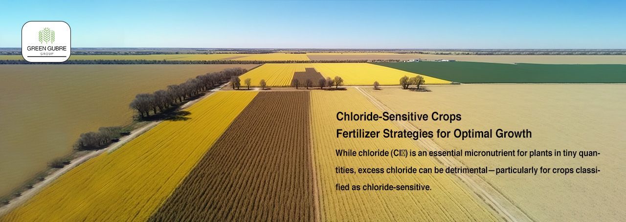 Chloride-Sensitive Crops – Fertilizer Strategies for Optimal Growth