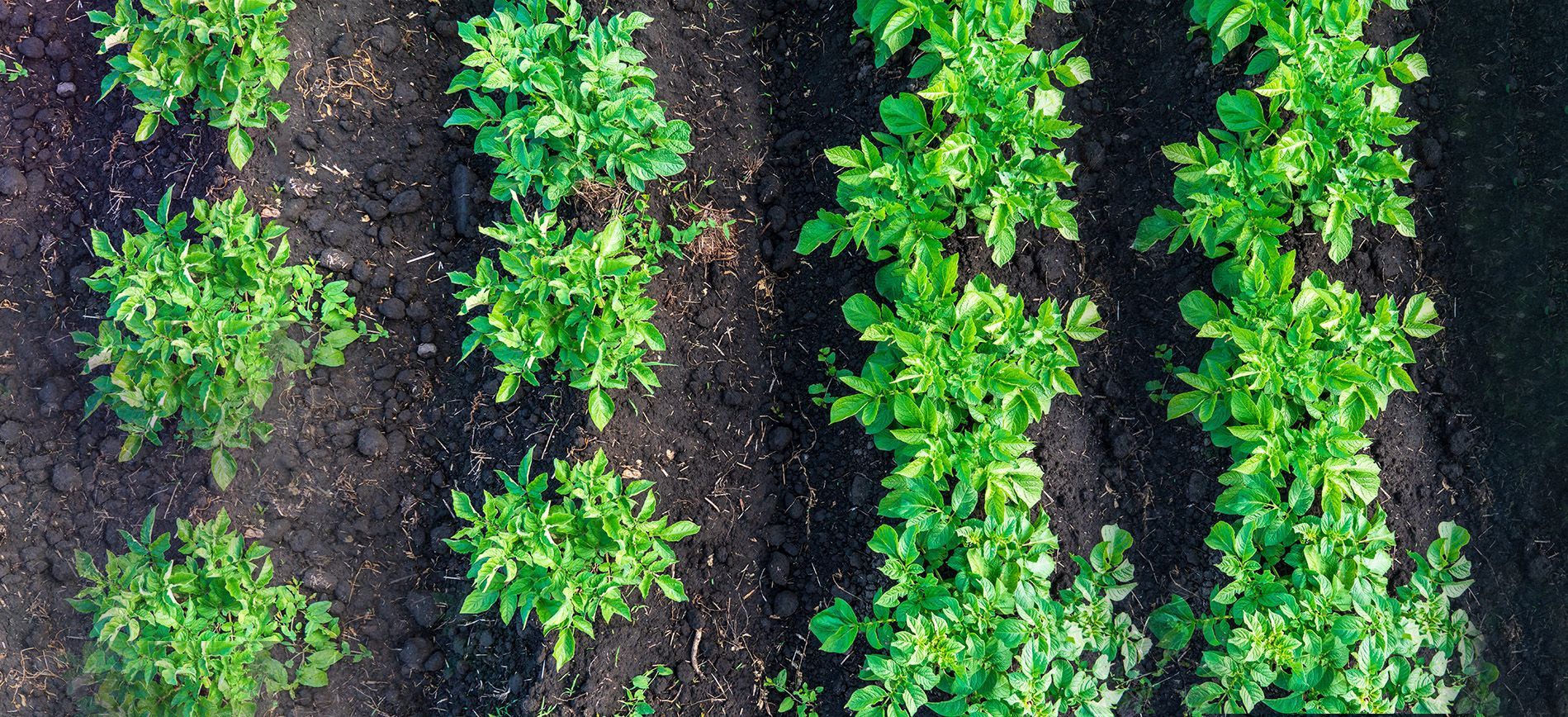  Spraying calcium-magnesium fertilizer on tomatoes to prevent rot and boost plant strength.