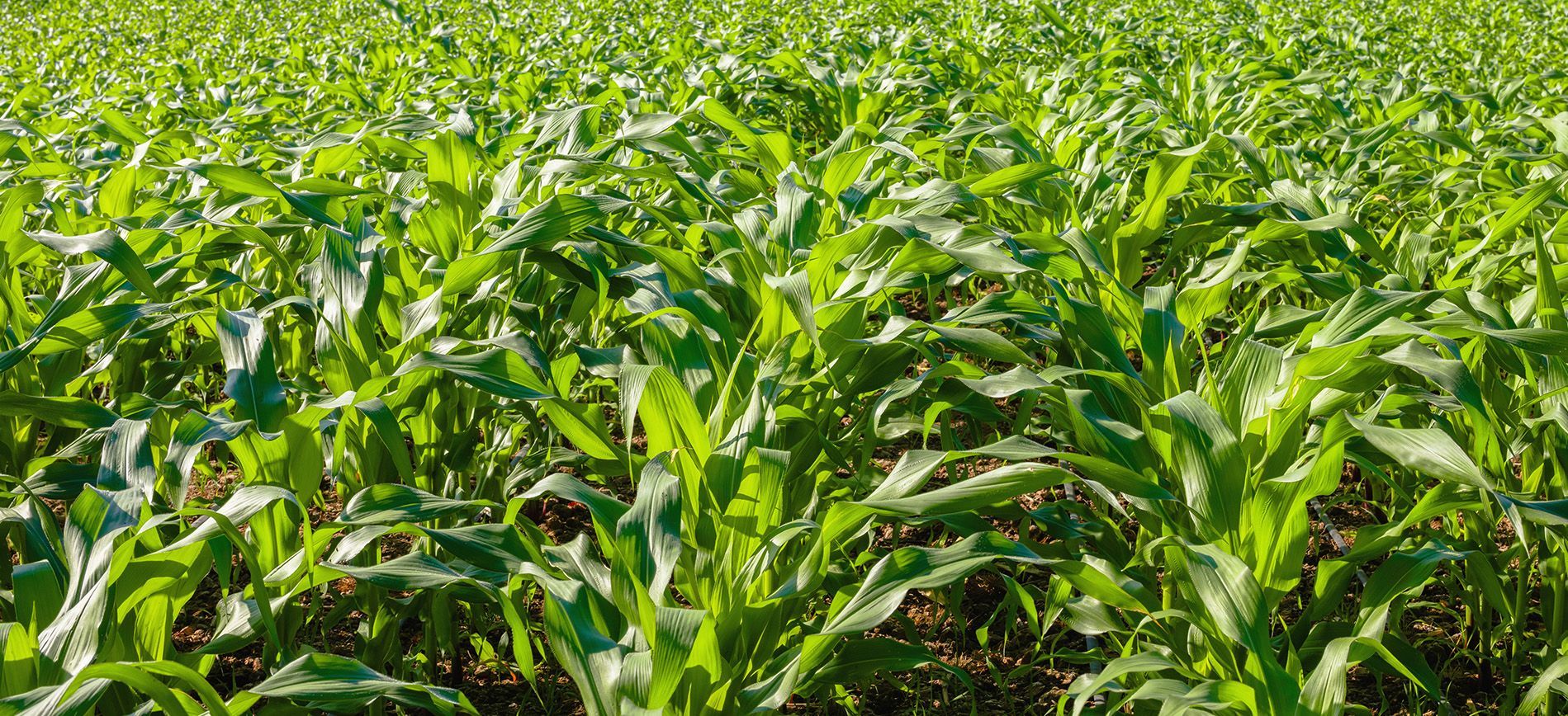 Precision fertilizer application for crop-specific NPK program in fruiting tomato field