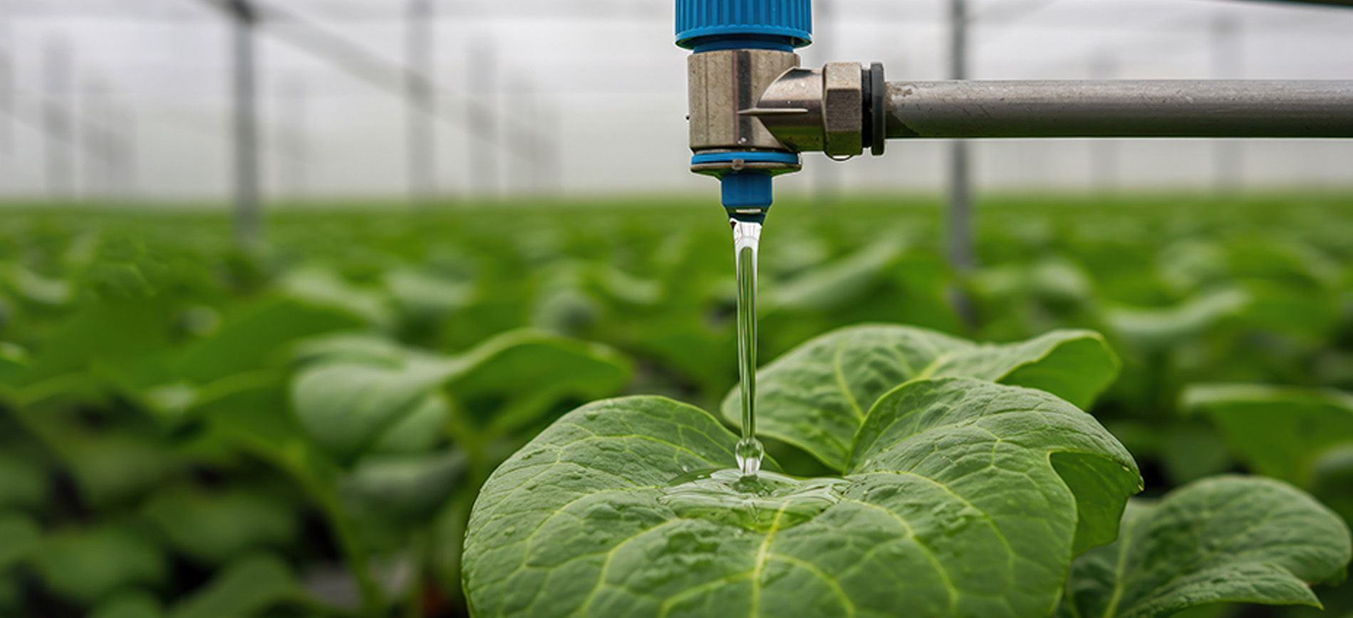 Applying liquid micronutrient spray to leafy crops for fast deficiency correction