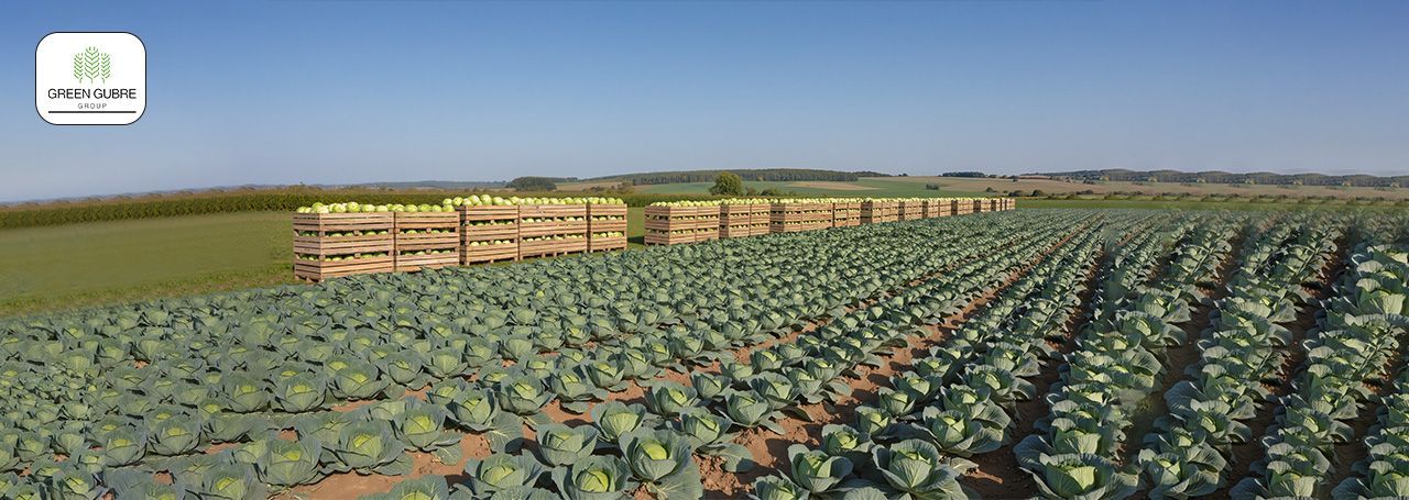 High-Calcium Fertilizers – Strengthening Crops from Cell to Shelf