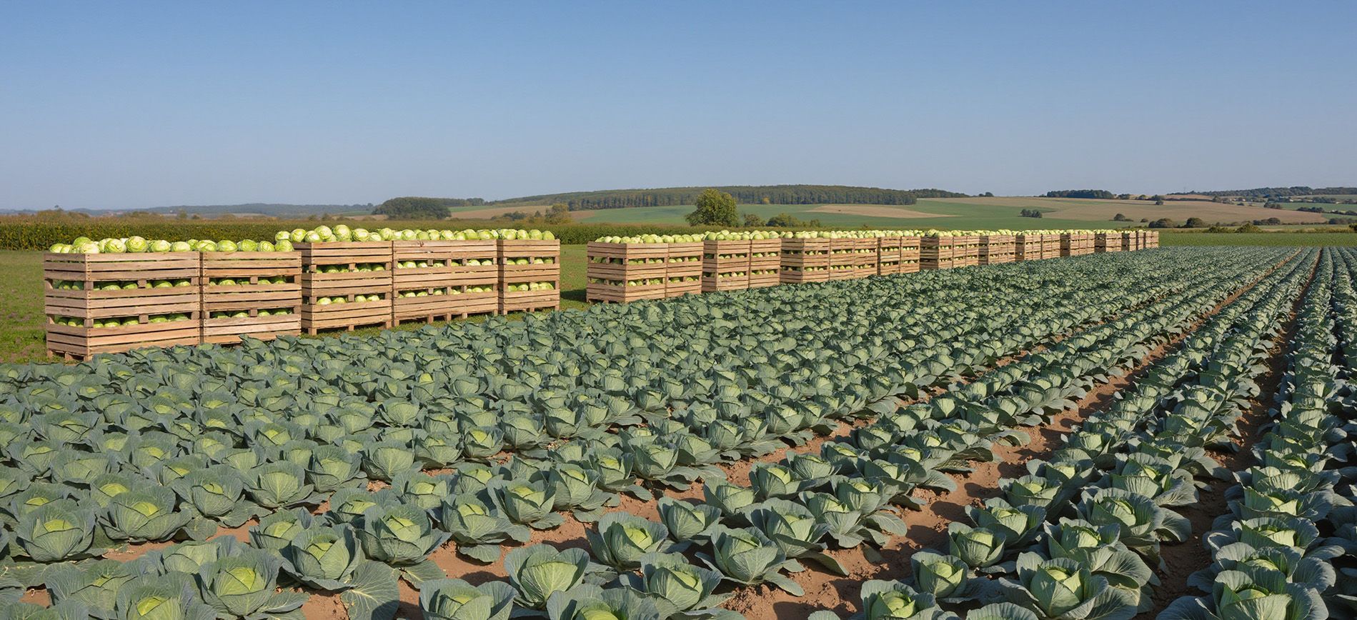 Spraying calcium nitrate on tomato plants to prevent blossom-end rot