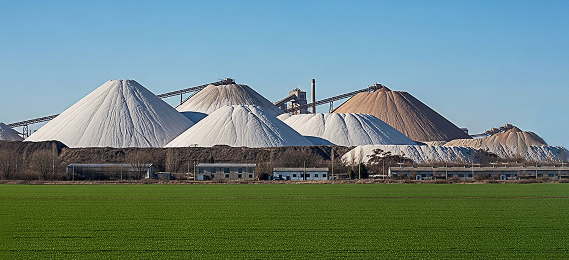 Salinity-affected field with white salt crusts and stunted crop growth