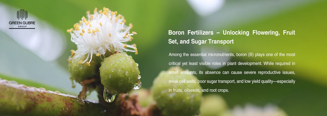 Boron Fertilizers – Unlocking Flowering, Fruit Set, and Sugar Transport