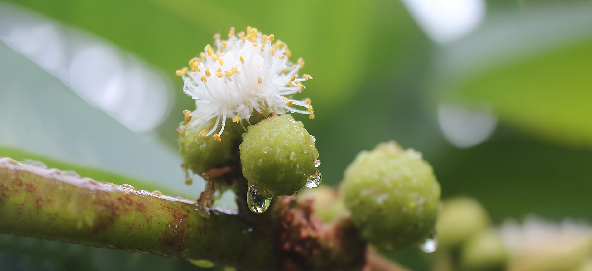 Foliar spray application of boron fertilizer on flowering crops to support fruit set