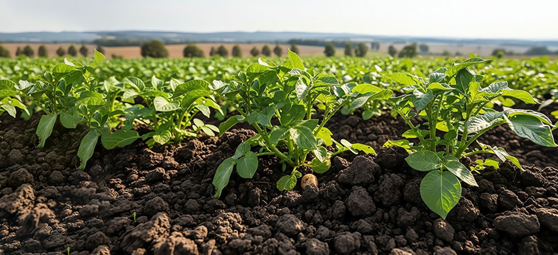 Farmer applying zinc fertilizer to maize crop to improve leaf color and growth