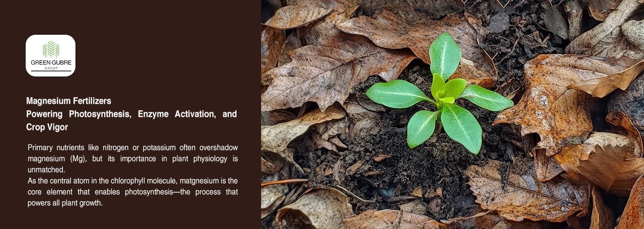 Magnesium Fertilizers – Powering Photosynthesis, Enzyme Activation, and Crop Vigor