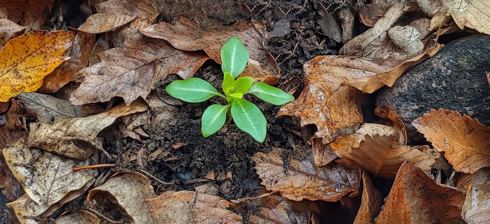 Farmer applying magnesium fertilizer in the field to improve chlorophyll content and crop health