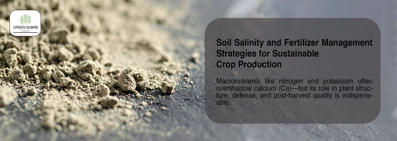 Calcium Fertilizers – Strengthening Cell Walls, Shelf Life, and Stress Tolerance