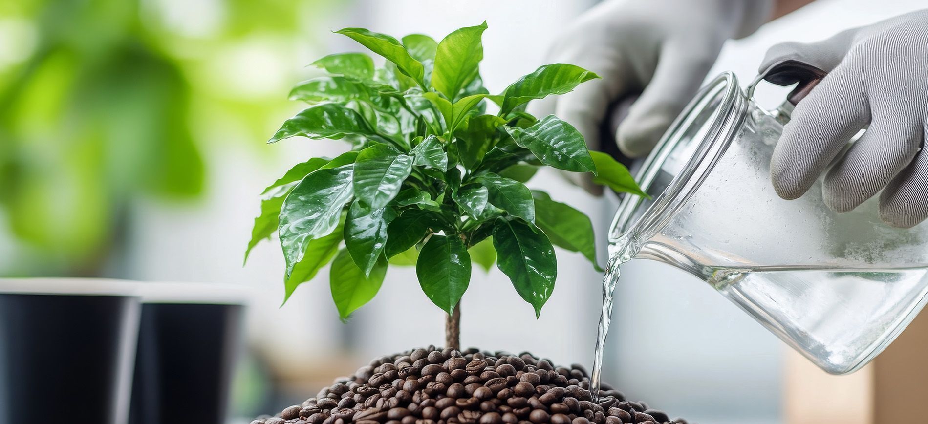 Water-soluble NPK fertilizer injected into a drip fertigation system.