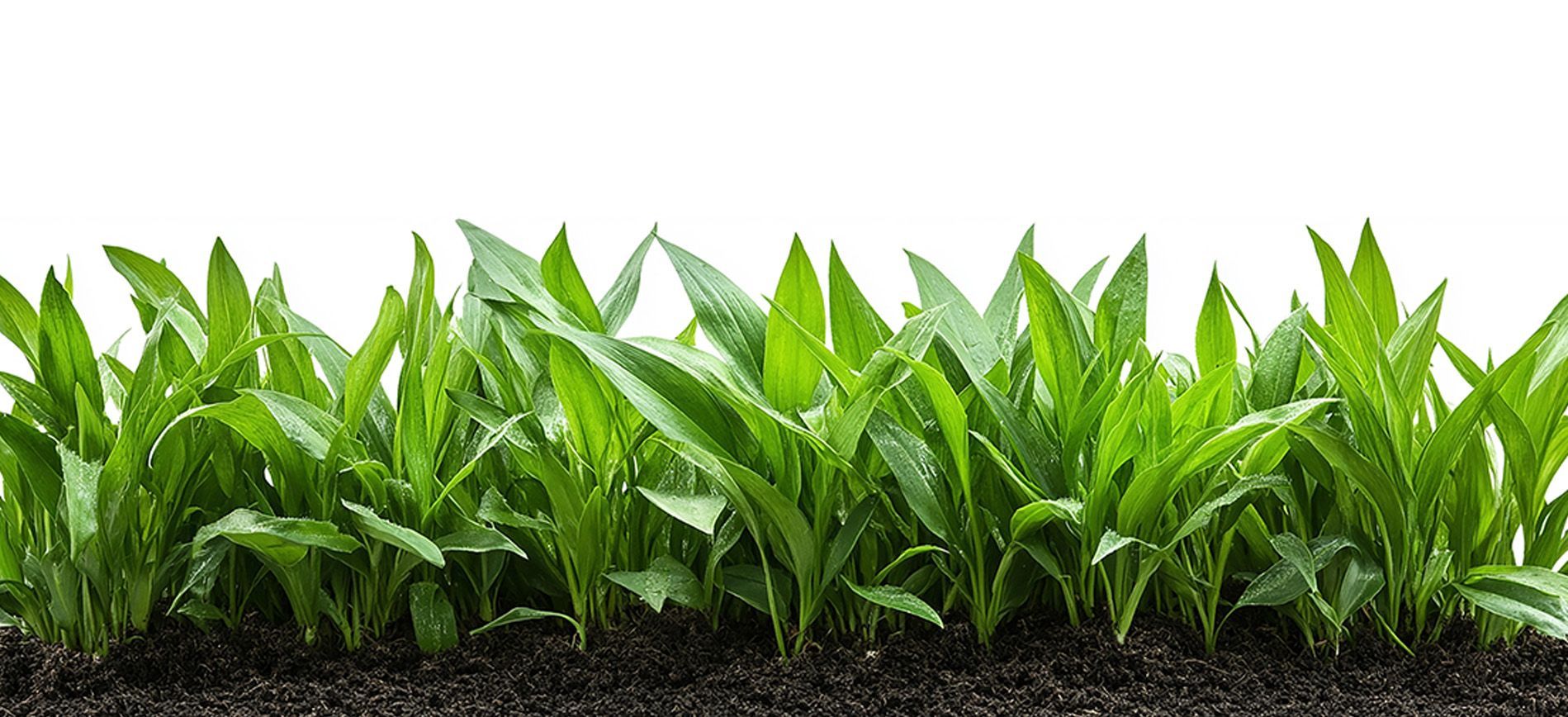 Controlled-release fertilizer granules for sustainable agriculture.