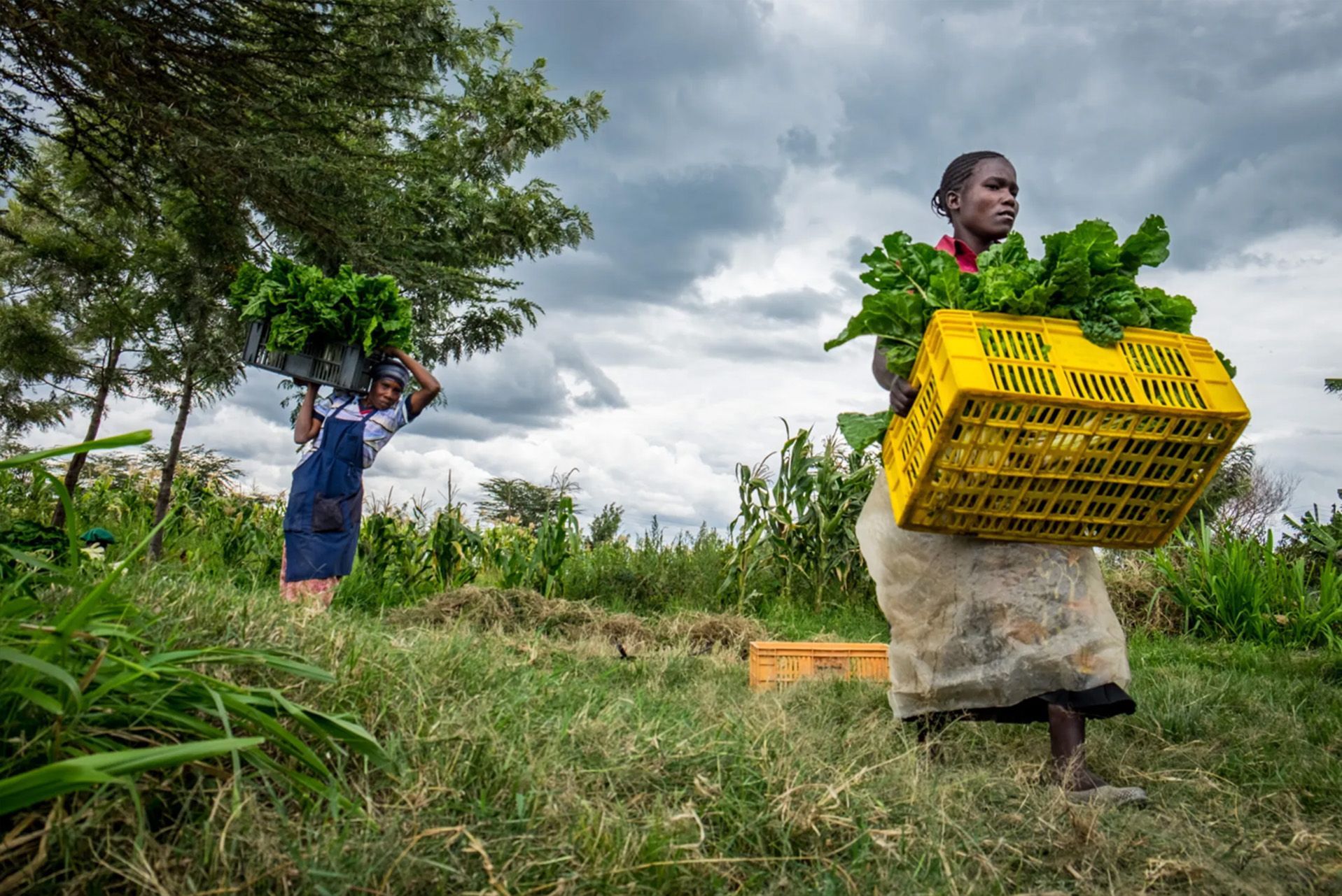 Empowering Agricultural and Industrial Transformation in Nigeria