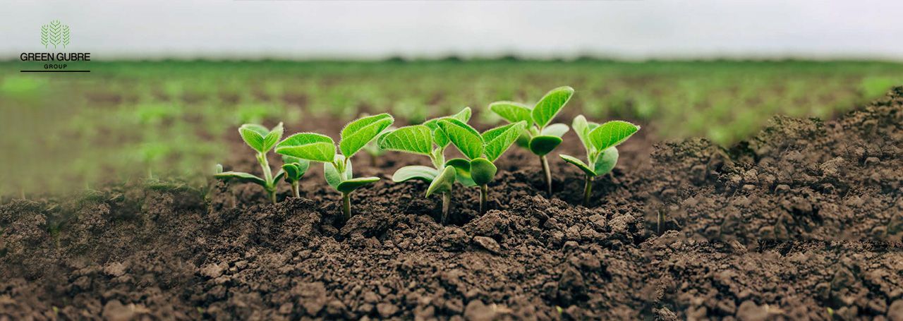 Why Nitrogen is Vital for Plant Growth