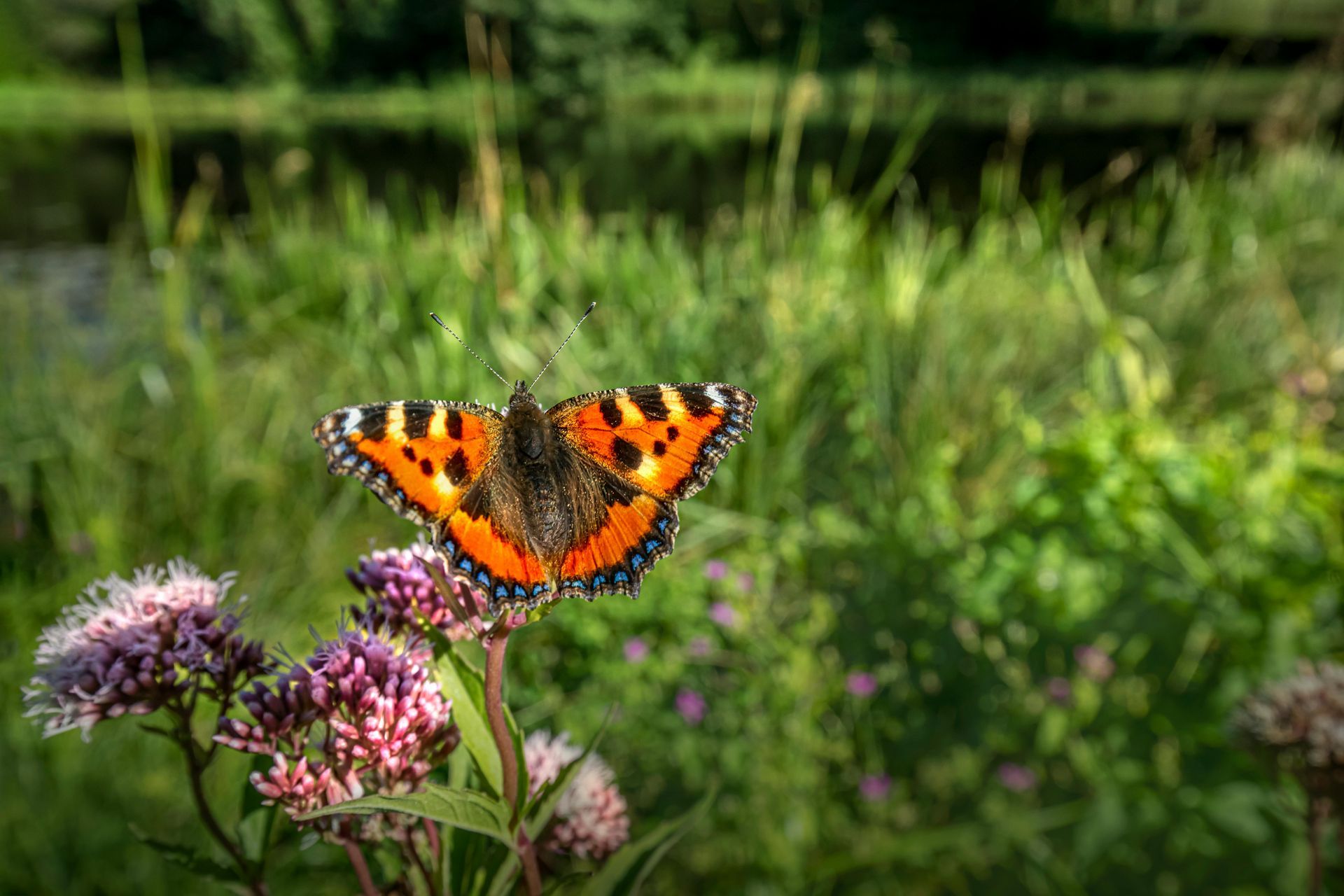 butterflies, turtles & insects of interest