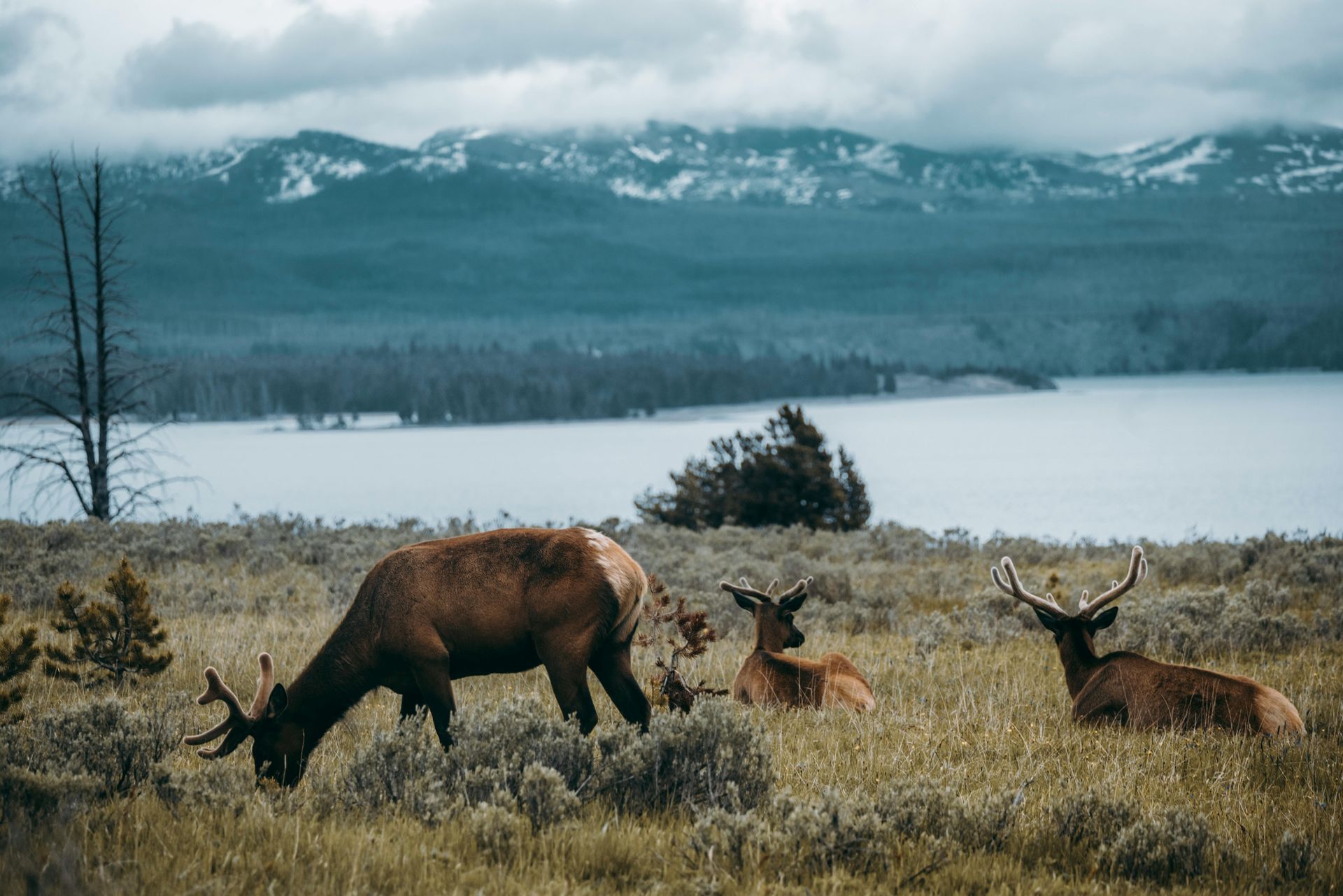 mammals, amphibians & forest wildlife
