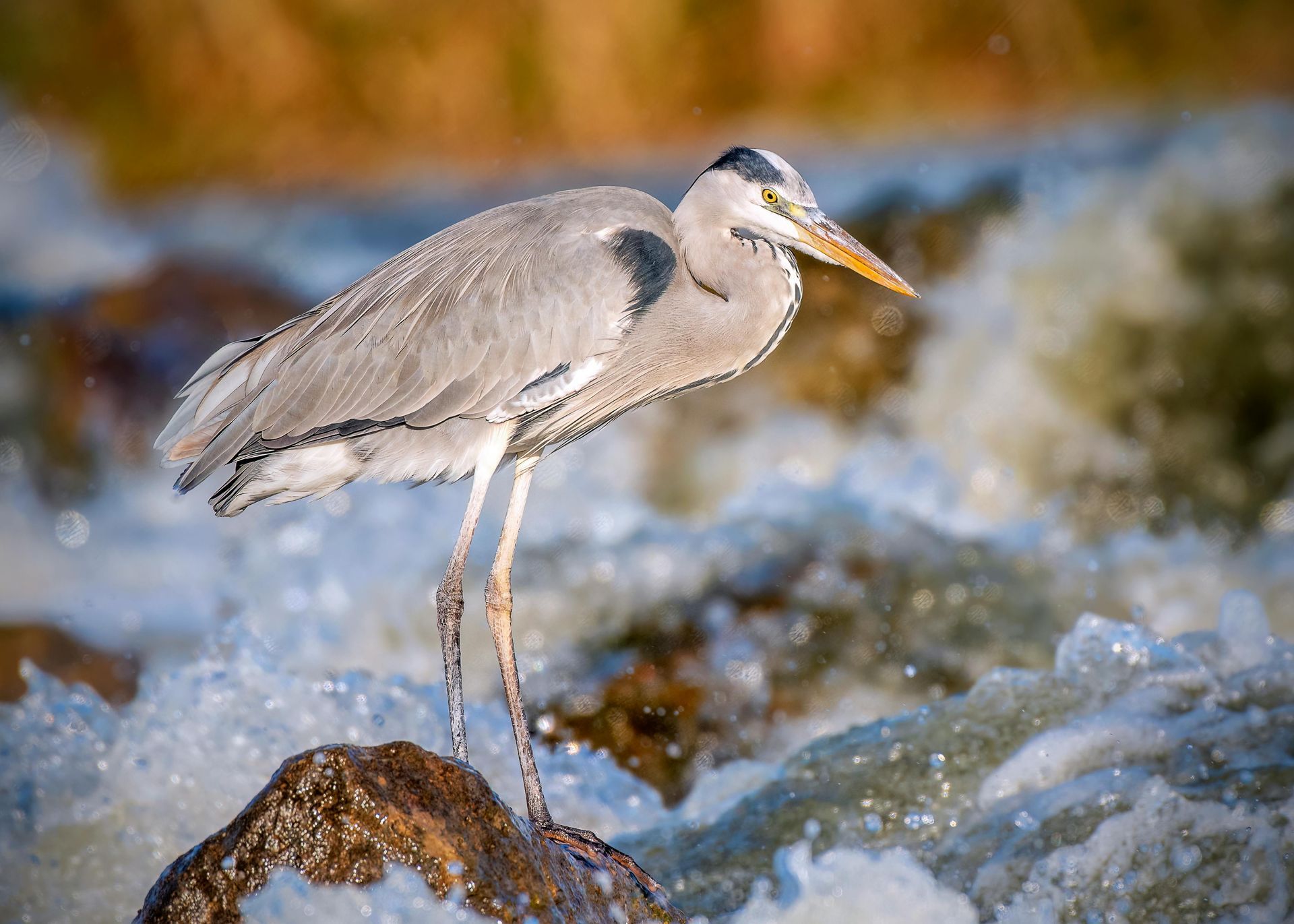 waterfowl & shorebirds of lake skegemog