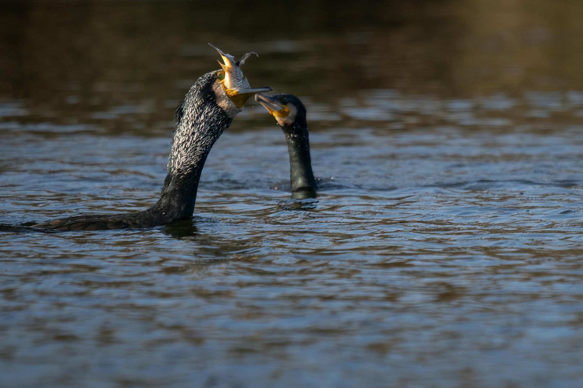 fish species & angling opportunities