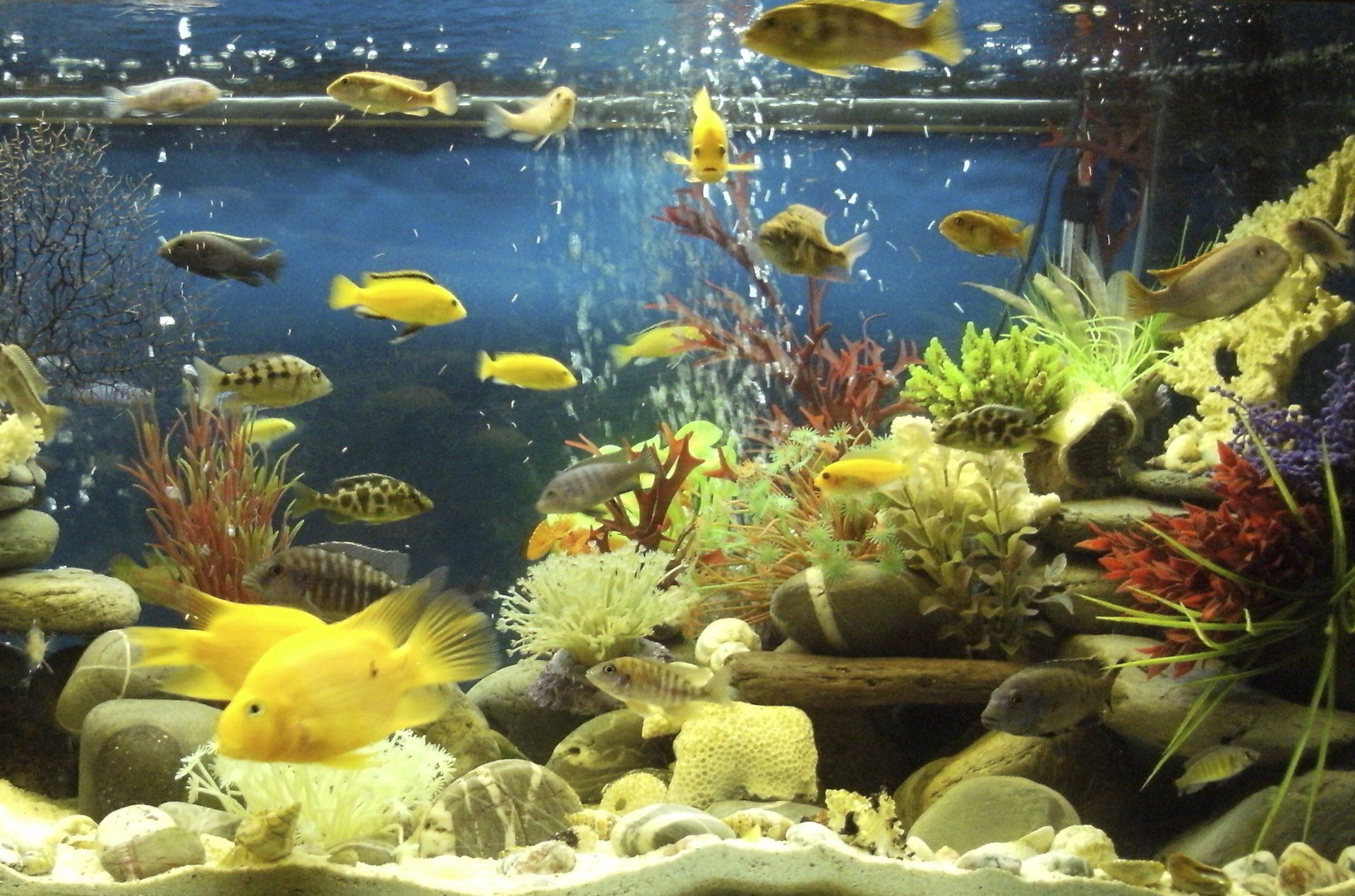 tropical-fish-product-waterlife-research-industries