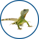 Waterlife fish icon reptile
