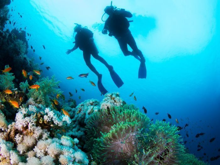 Two Scuba Divers Explore a Vibrant Coral Reef Teeming With Colourful Fish — Tewantin Medical Centre In Tewantin, QLD