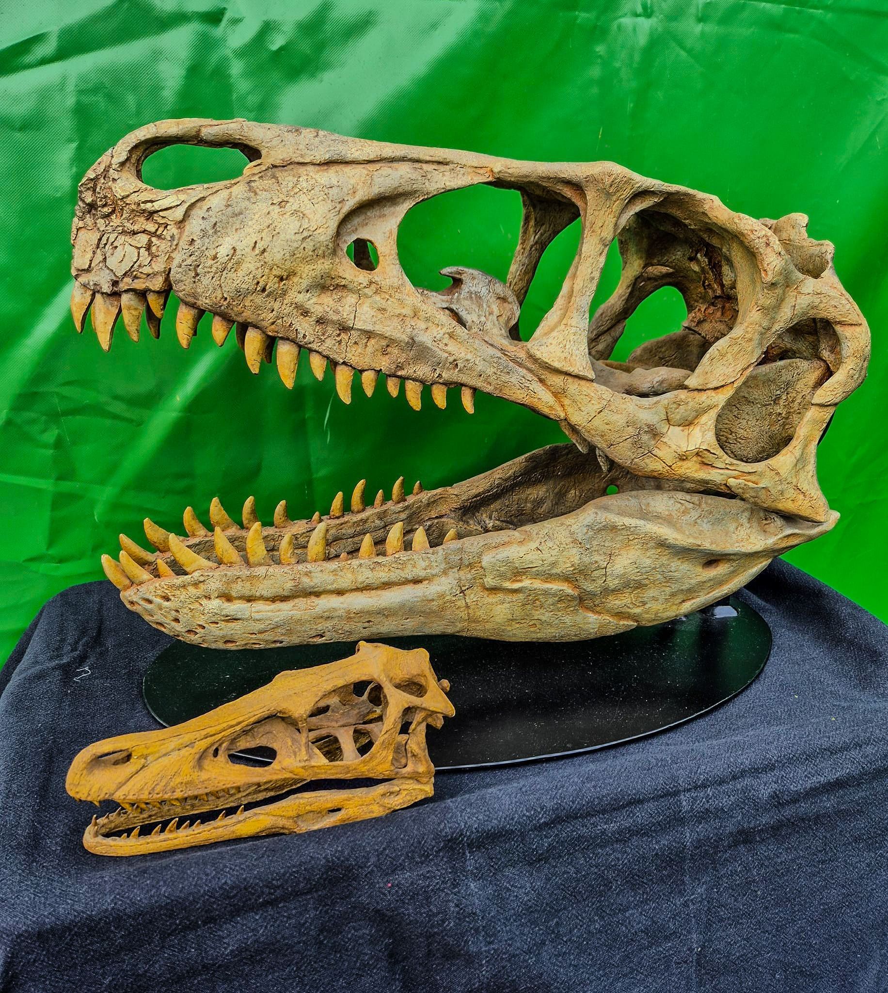 A dinosaur skull is sitting on a table with a green background.