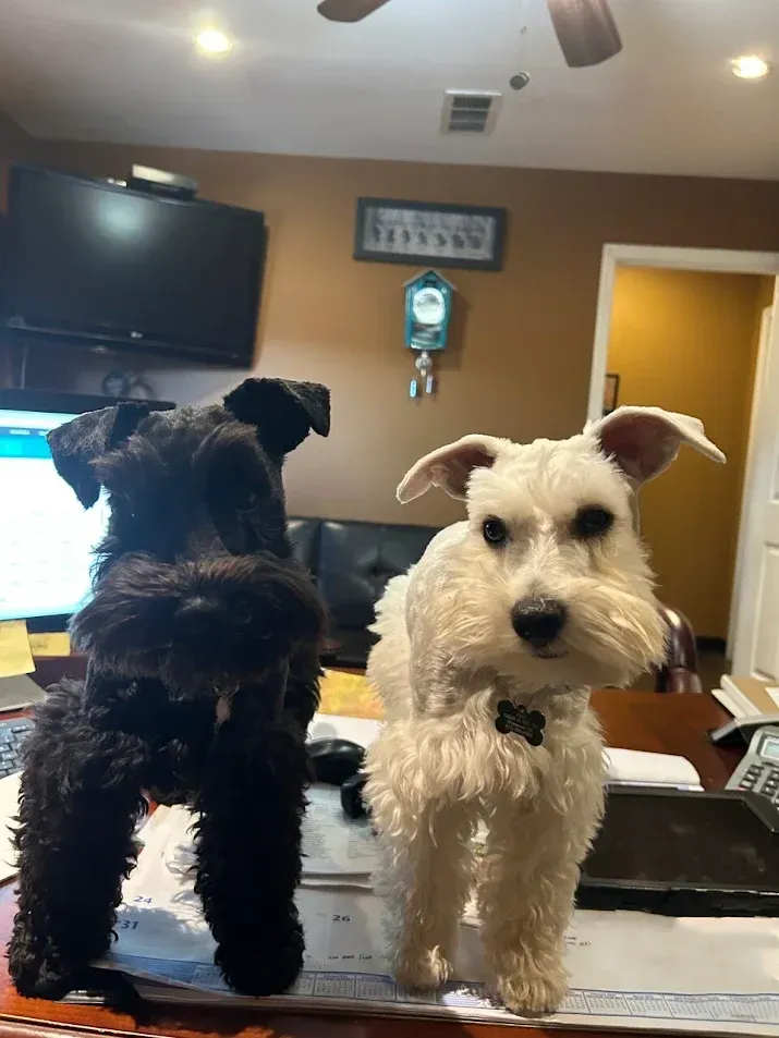 Two schnauzer dogs: one black, one white, standing on a desk.