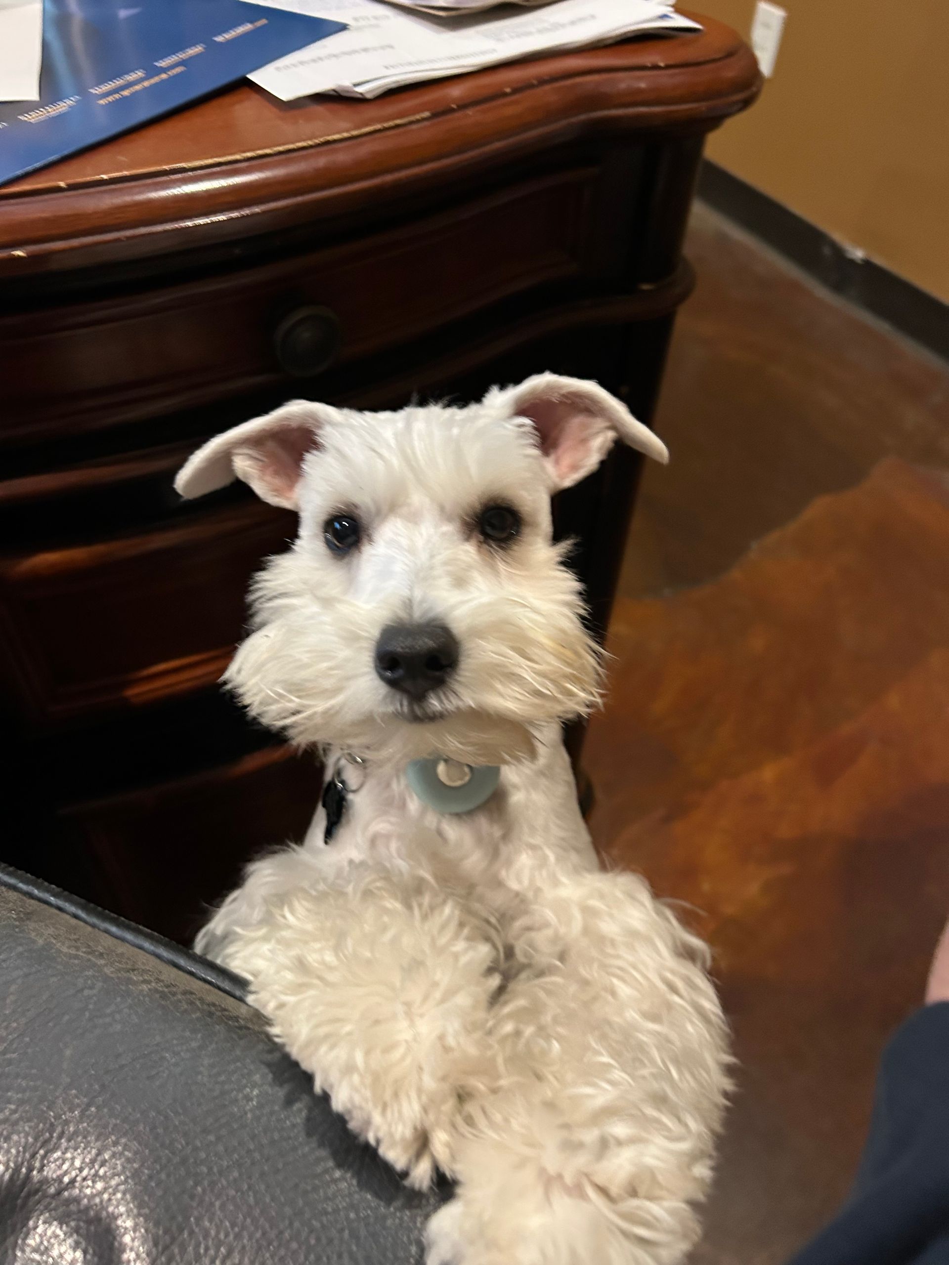 White dog with a fluffy beard, resting paws on furniture and looking up with curious expression.