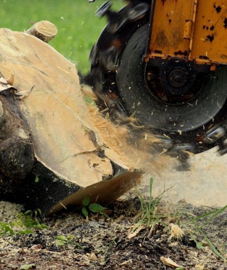 Yellow stump grinder removing tree stump, sending wood chips flying.