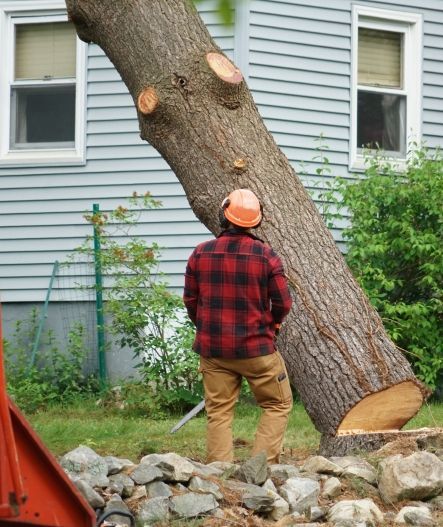 Man in flannel shirt and hard hat watching a tree trunk fall near a house.