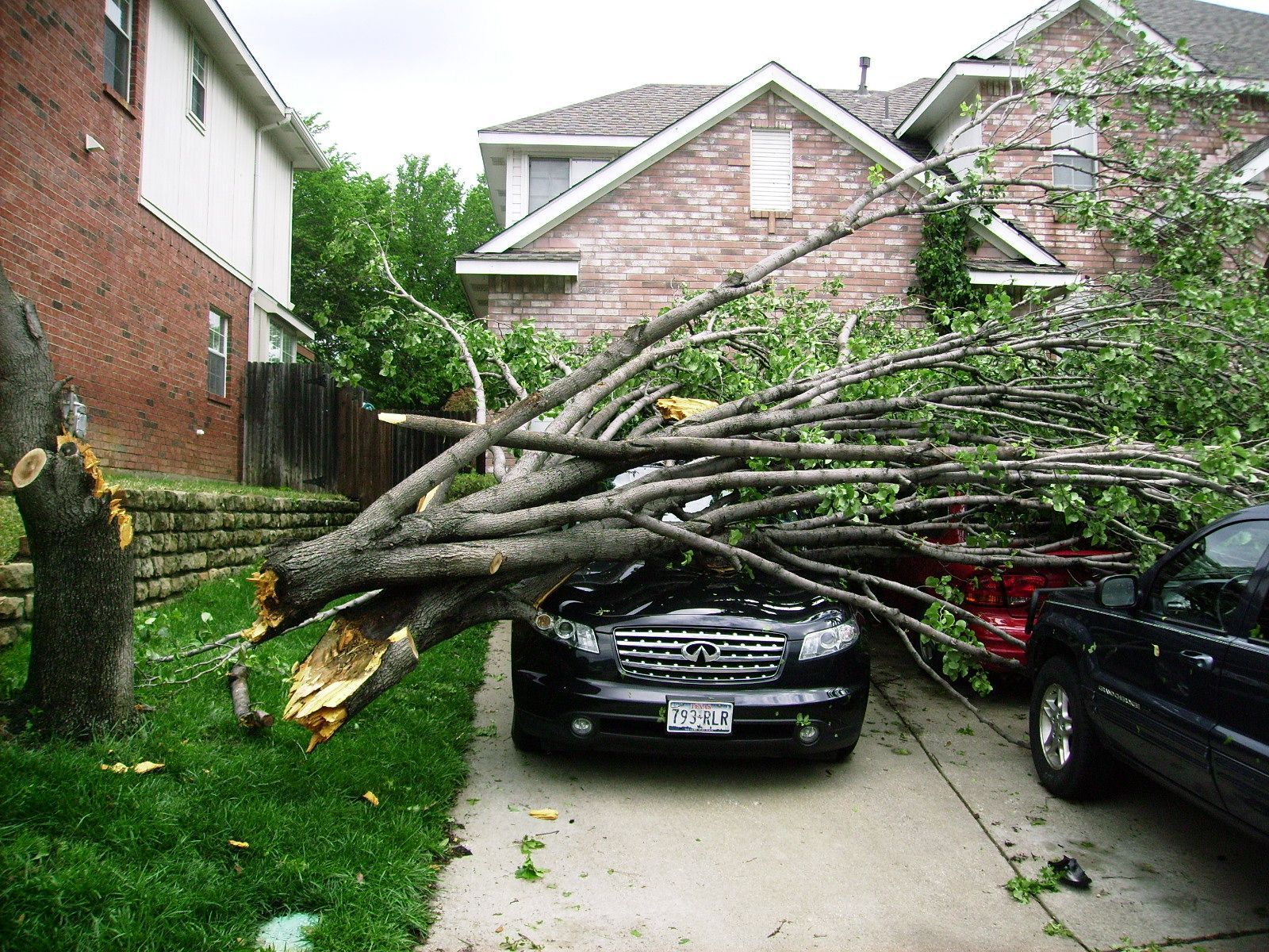 Tree fallen on a black car parked in a driveway, green grass, houses in the background.