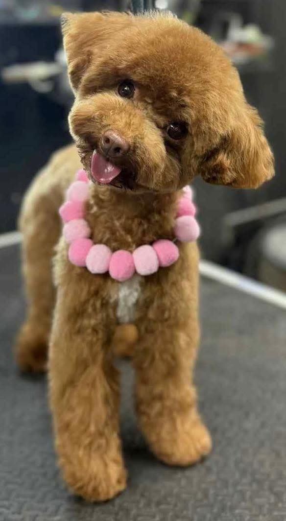 Brown poodle with a pink pom-pom collar, standing with tongue out.