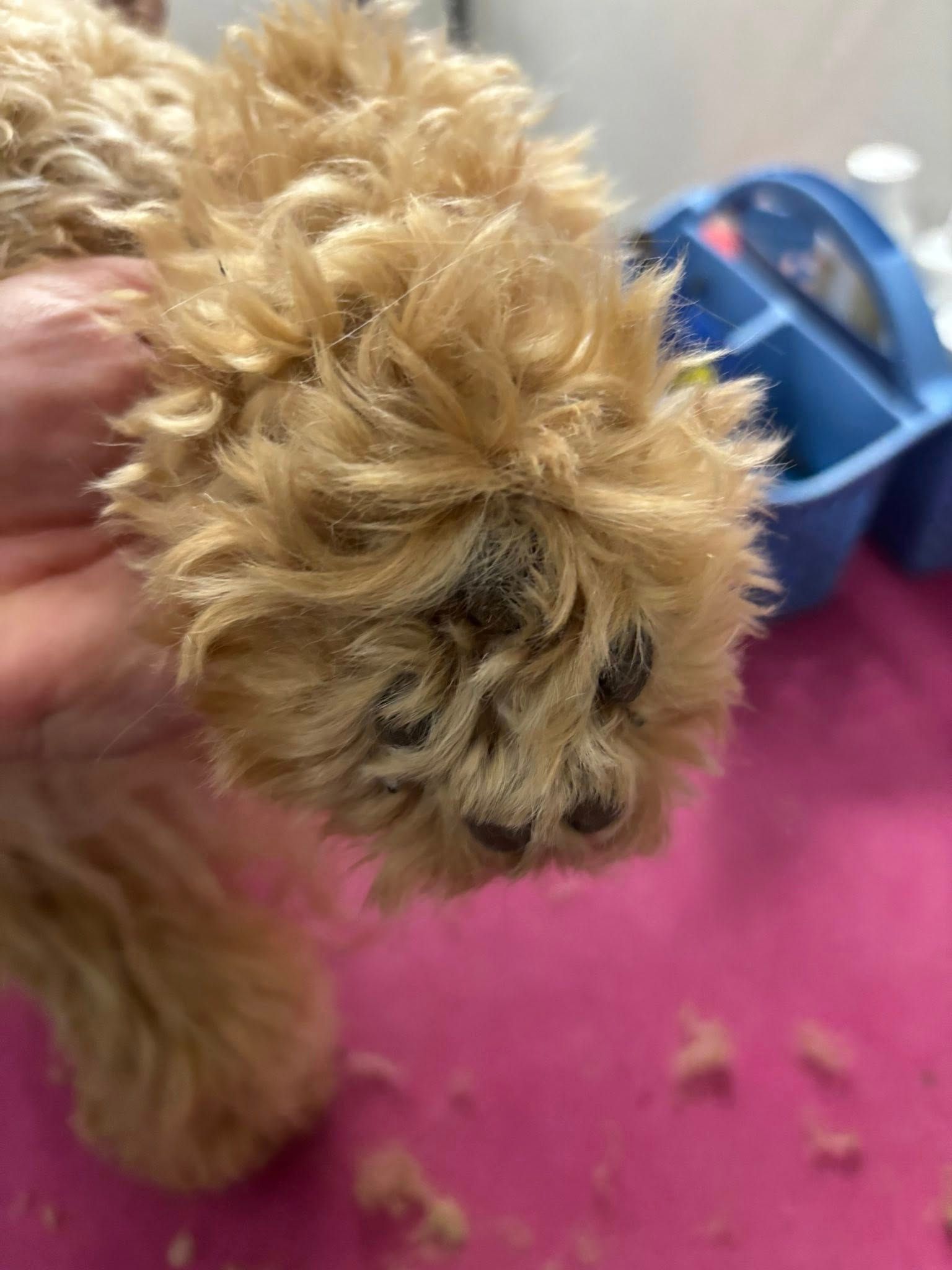 Close-up of a dog's paw with light brown fur and black pads, held up with pink surface in the background.