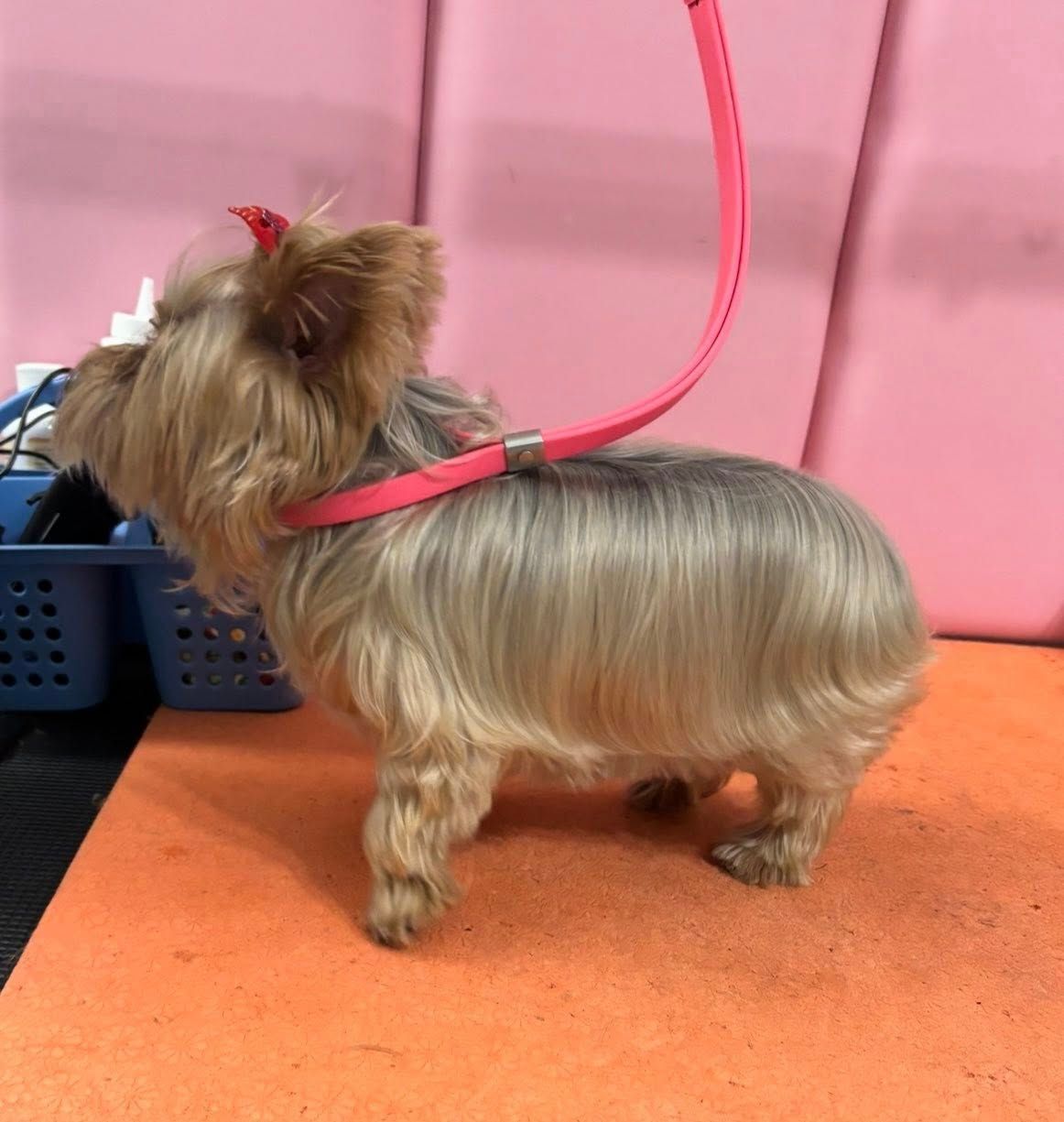 Yorkshire Terrier with pink collar and leash, standing on an orange surface.