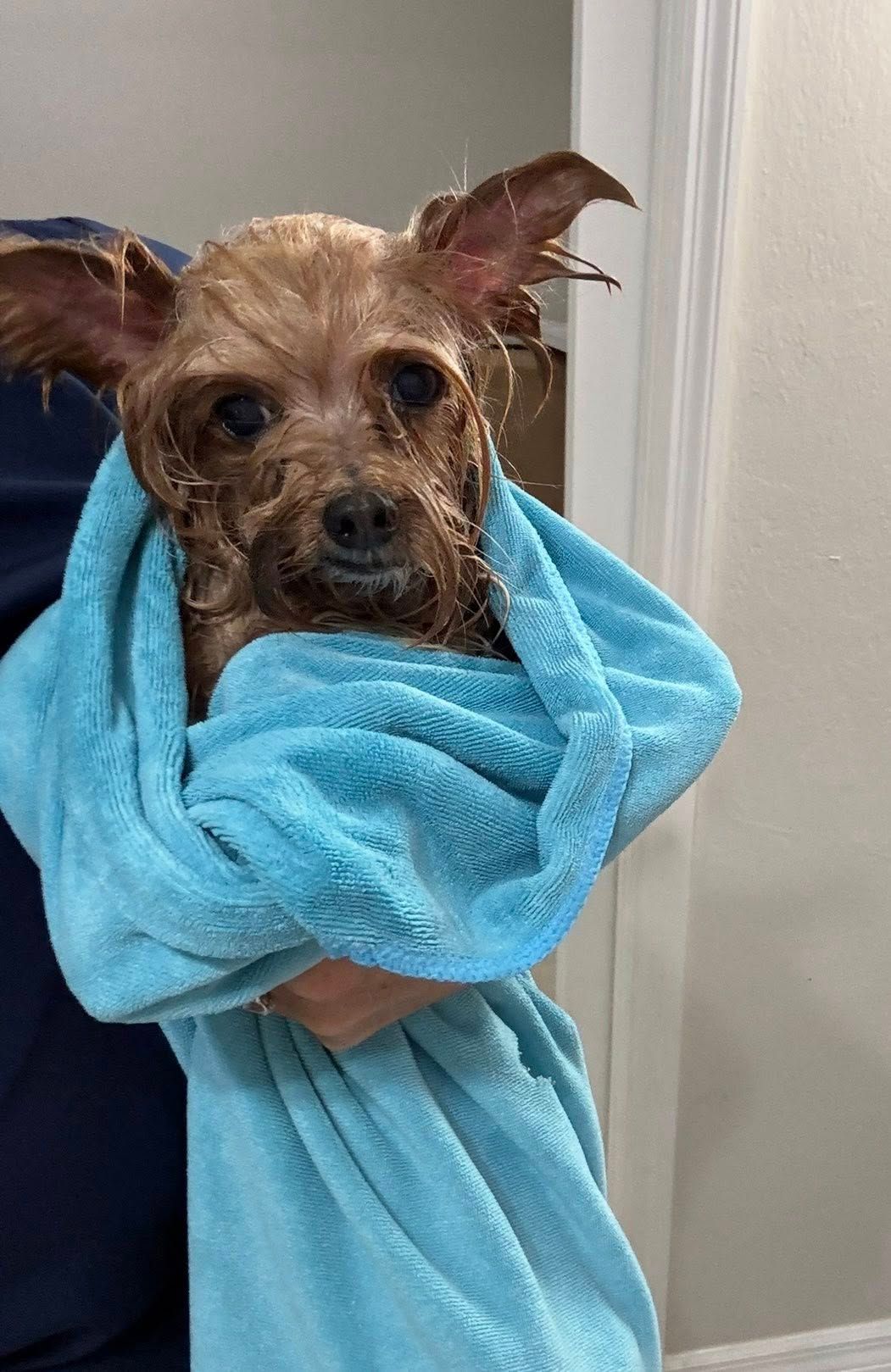 Wet Yorkie wrapped in a blue towel, looking sad after a bath.