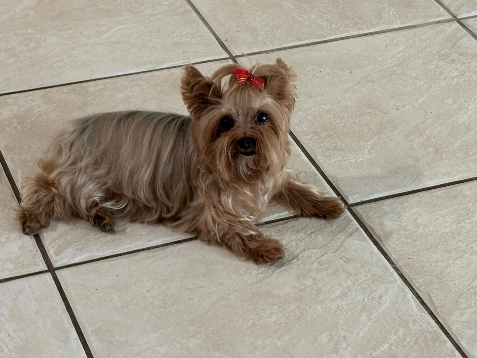 Yorkshire Terrier with red bow lying on tiled floor.