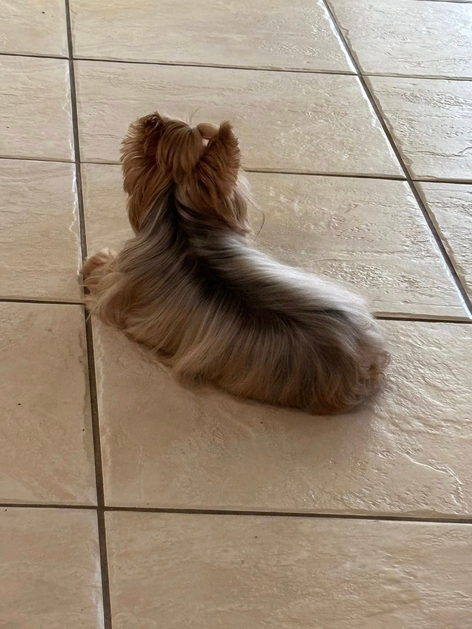 Yorkshire Terrier, laying down on a tiled floor, back to the camera, brown and tan fur.