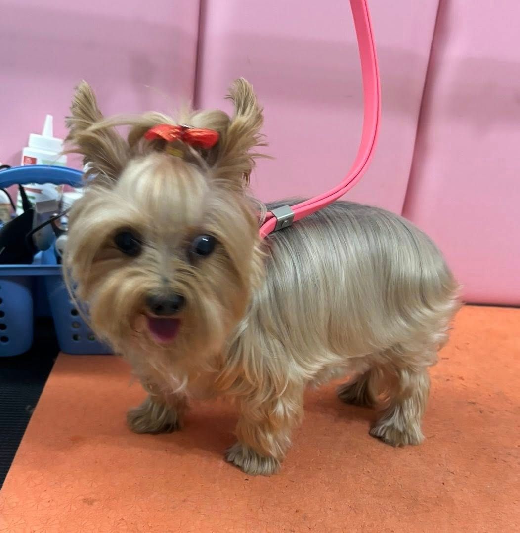 Yorkshire Terrier dog with a red bow, groomed on a table, with a pink leash.
