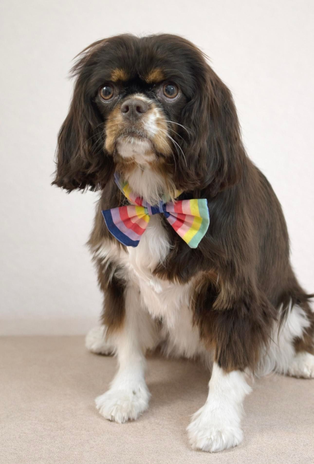 Dog with brown and white fur, wearing a rainbow bow tie, sitting in front of a white background.