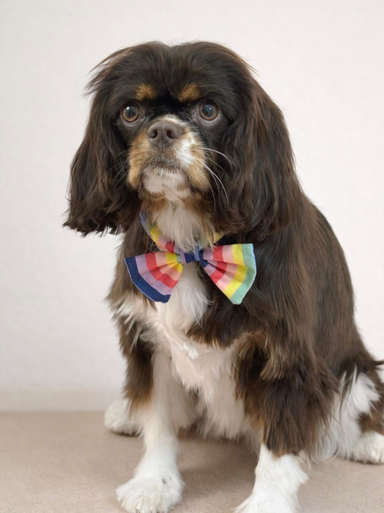 Cavalier King Charles Spaniel wearing a rainbow bow tie, sitting, looking directly at the camera.
