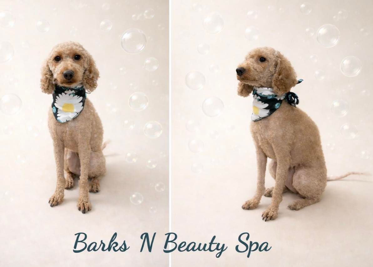 Two photos of a poodle with a flower bandana. Poodle sits, beige fur, bubbles in the background, 