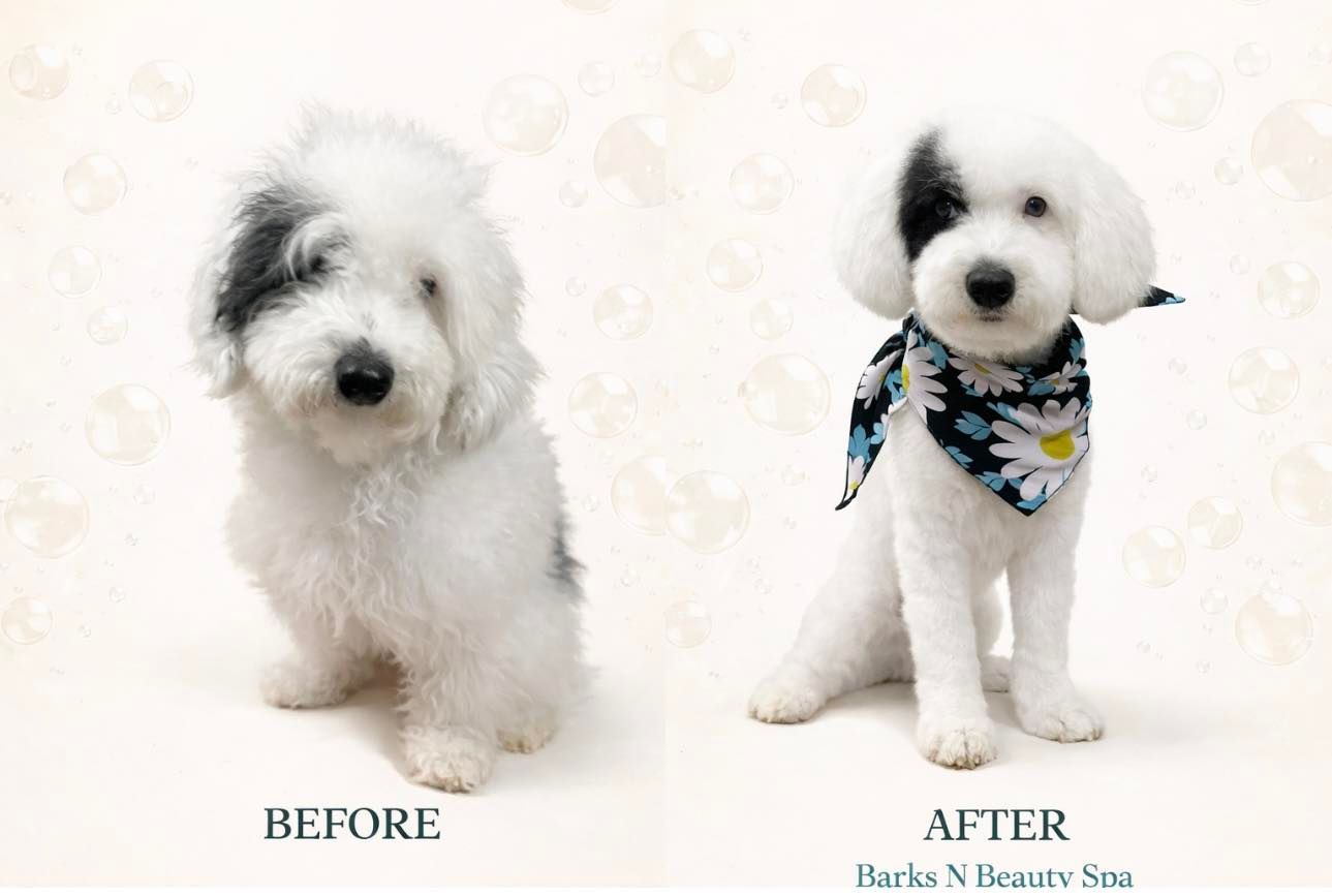 Dog grooming: Before and after photo of a white dog with a black patch, wearing a bandana.