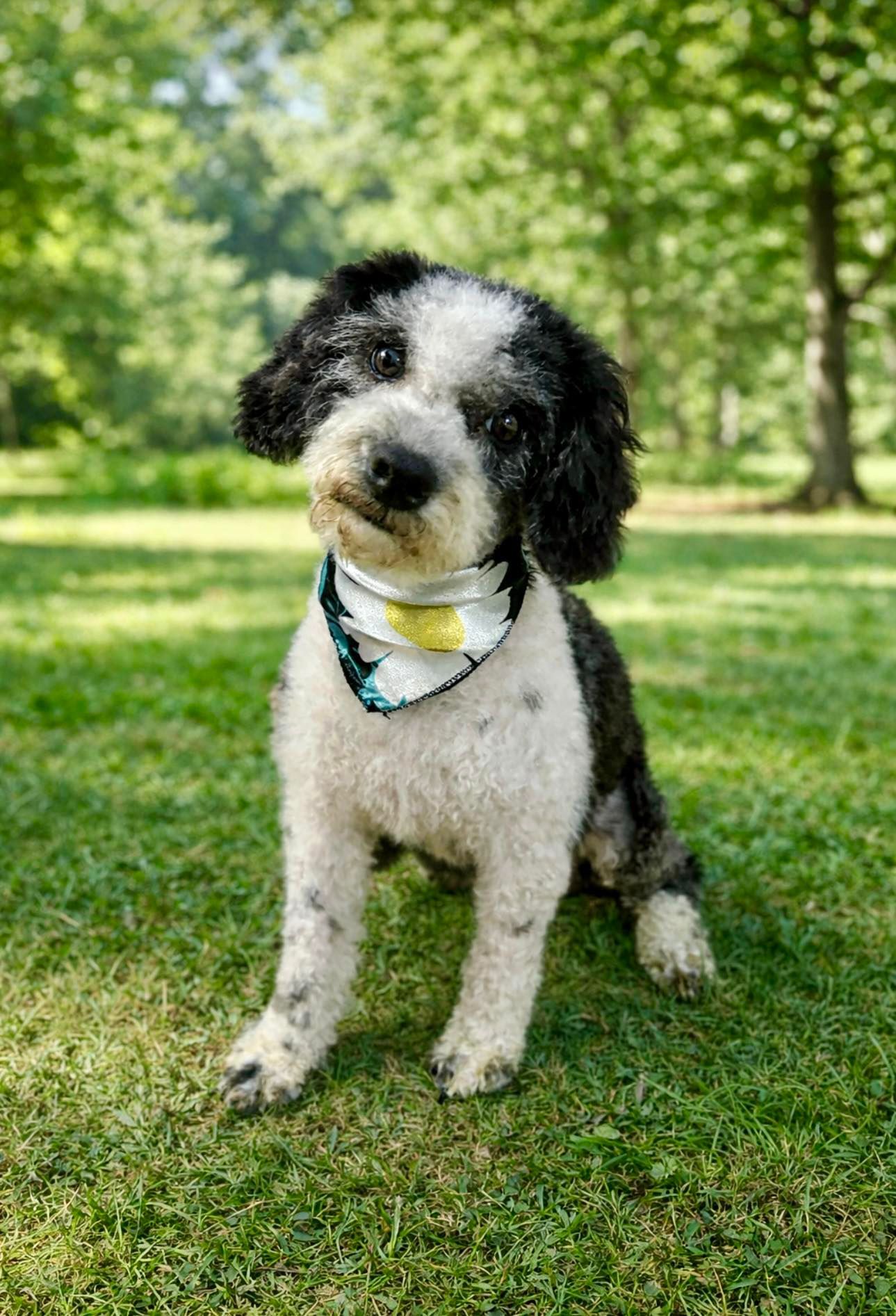 Black and white dog with tilted head wearing a bandana sitting on green grass in a park.