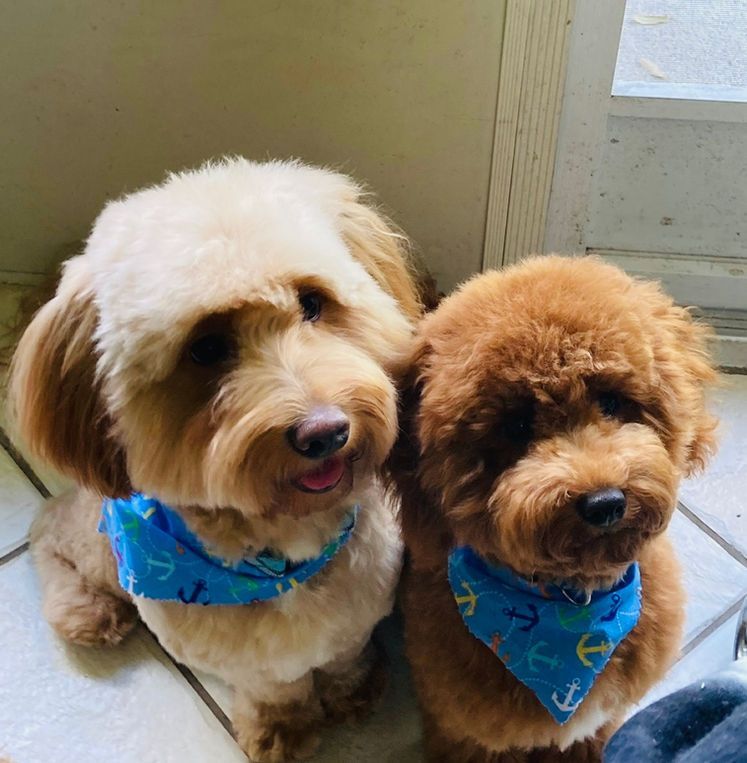 Two small, fluffy dogs wearing blue bandanas with anchor prints.